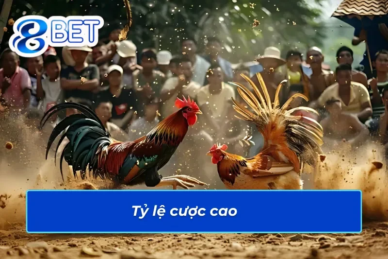 Đá Gà 88Bet - Đấu Trường Cá Cược Đá Gà Đẳng Cấp Quốc Tế 4 Đá gà 88bET có tỷ lệ cược cao