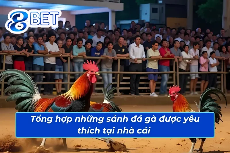 Đá Gà 88Bet - Đấu Trường Cá Cược Đá Gà Đẳng Cấp Quốc Tế 5 Top những sàn cược đá gà 88Bet ăn khách nhất